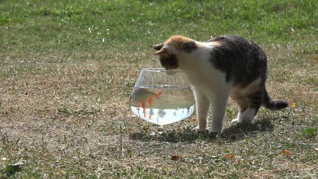 Curious cute cat try to catch rudd fish through aquarium glass. Closeup. 4K