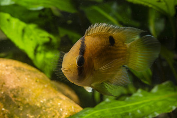 Akara brown freshwater fish aquarium.
