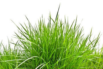 Clump of fresh spring grass
Isolated on white background