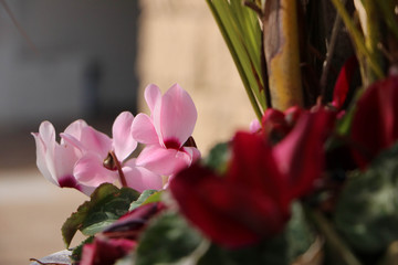 Tender pale pink cyclamens with red cyclamens in front
