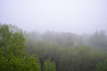 Park. Fog. Spring