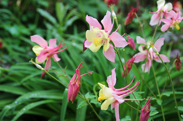 Obraz premium Romantic Pink Aquilegia in the spring garden.