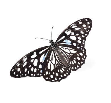 Butterfly isolated on white