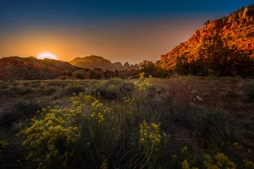 Papier Peint photo Lavable Parc naturel Parc national de Zion Fleurs sauvages d& 39 automne au lever du soleil