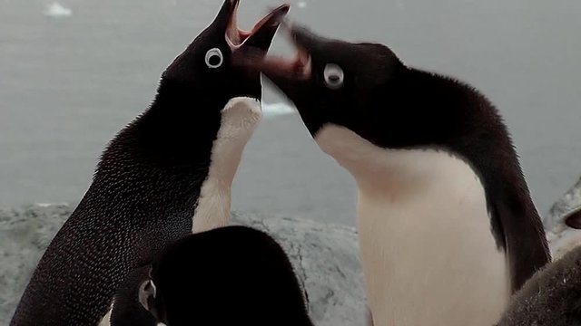 Adelie penguins, courtship ritual