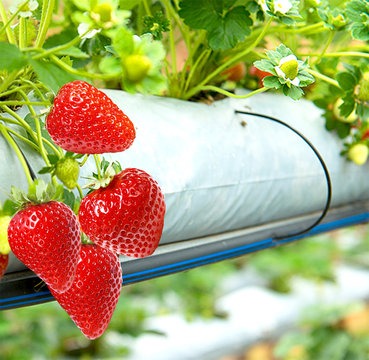 Innovative cultivation of large-fruited strawberry all year round.Strawberry business