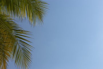 Leaves of palm tree against the bright blue sky.