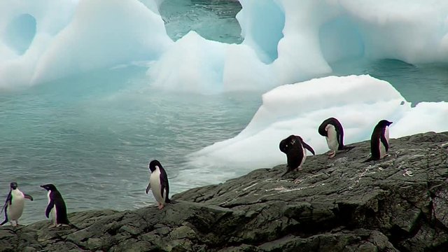 Penguins Adelie colony with an iceberg at the background