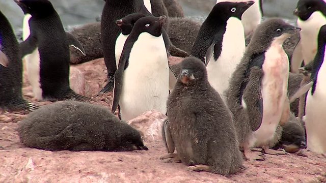 Adelie penguins and chicks