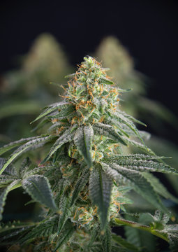Cannabis flower detail (fire creekmarijuana strain) with leaves