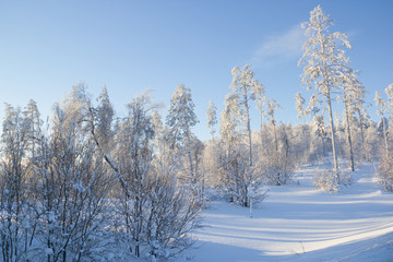 Winter forest. Trees in the snow after a snowfall