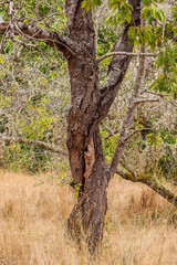 Fototapeta na wymiar twisted tree trunk