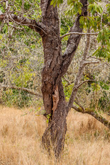 Fototapeta premium twisted tree trunk