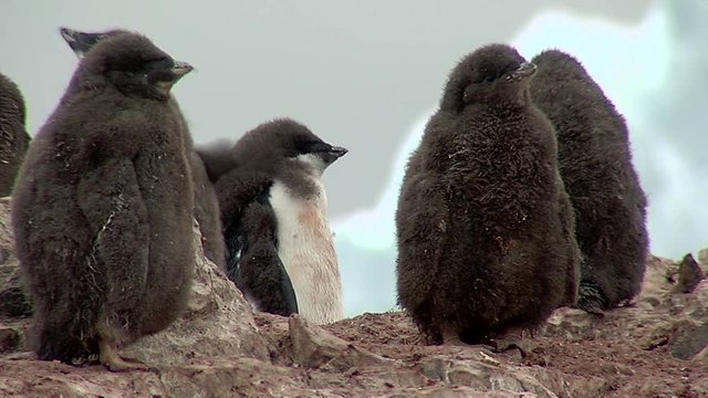 Adelie penguins chicks