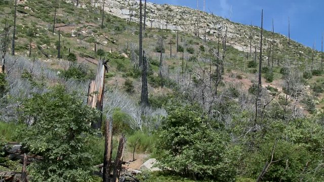 Forest Fire Burn Scar on Mountain Slope