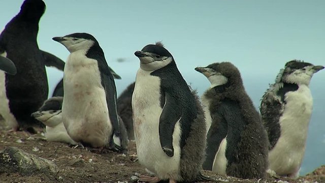 Chinstrap penguins colony. Ppenguin moulting