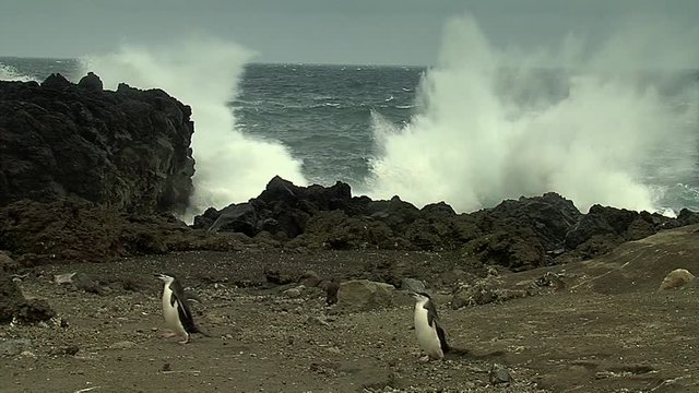 Chinstrap penguin walking in line