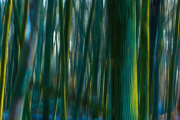 Naklejki  Abstrakcyjne zdjęcie lasu
