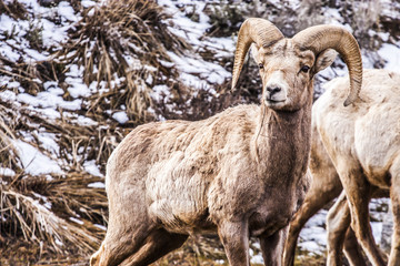 Bighorn Sheep