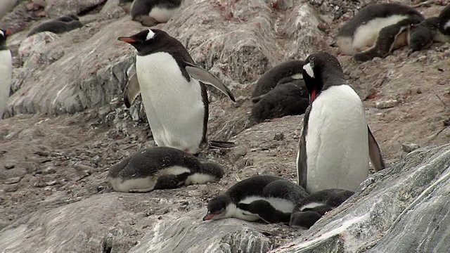 Gentoo Penguin colony