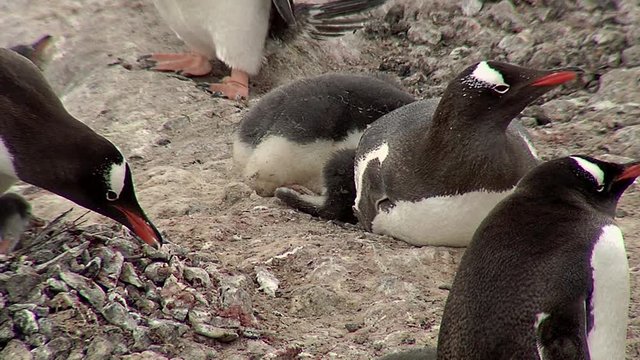 Gentoo Penguin colony