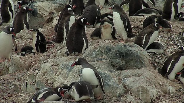 Gentoo Penguin colony