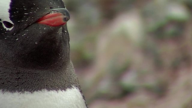 Gentoo Penguin 