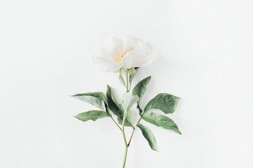 Fototapeta na wymiar Lone beige peony flower on white background. Flat lay, top view