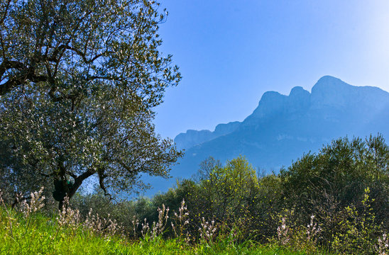 Cilento