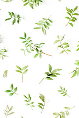 Green branches and leaves on white background. Flat lay, top view