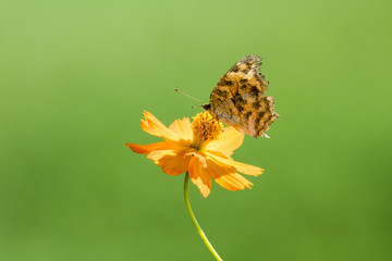 Autumn cosmos