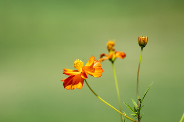 Autumn cosmos