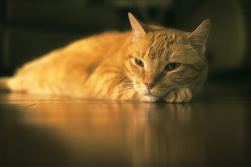 Orange cat in Window Light