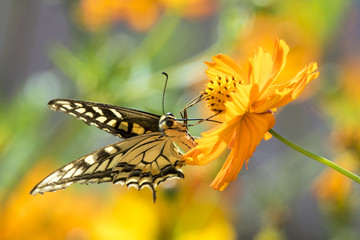 Autumn cosmos