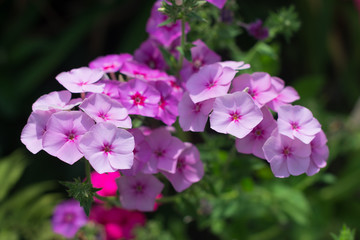 Pink phlox in the summer flowerbed
