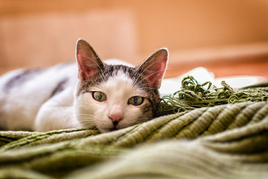 Cat On Green Rug