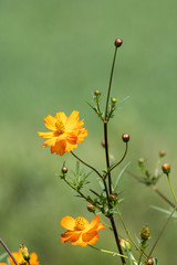 Autumn cosmos