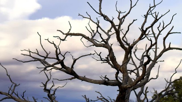 Canyonlands Dead Juniper Tree with Timelapse Clouds 4K UHD