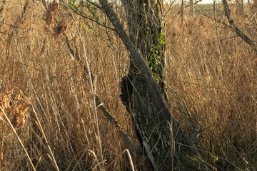 Afternoon tree in sea of grass