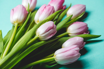 Pink tulips on blue background