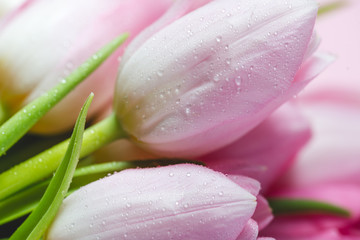 Pink fresh flowers tulips