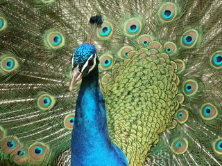 Fototapeta premium Paon bleu faisant la roue