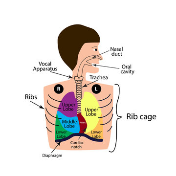 The structure of the respiratory system. The the right and left lung. The upper, middle lower lobe. Infographics. Vector illustration on isolated background