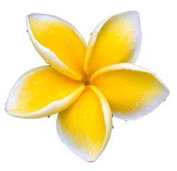 Photo sur Plexiglas Frangipanier fleur de frangipanier, fond blanc 