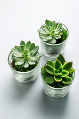 Sucuulent plants in glass containers