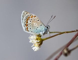 butterfly, a picture it is made in the field, in a native habitat