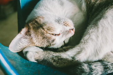 cat sleeping on the plastic chair
