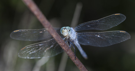 big dragonfly in a native habitat
