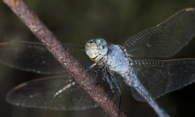 big dragonfly in a native habitat
