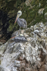 Pelicans on rocks